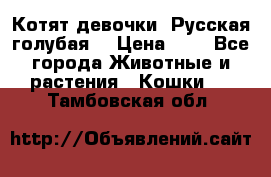 Котят девочки “Русская голубая“ › Цена ­ 0 - Все города Животные и растения » Кошки   . Тамбовская обл.